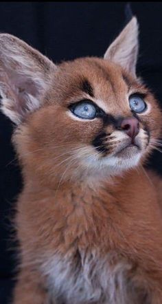 a small kitten with blue eyes looking up