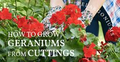 the hands of two people are holding red flowers in front of green foliage and text that reads, how to grow geraniums from cuttings