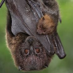 a bat hanging upside down in the air