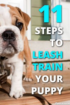 a brown and white dog standing on top of a wooden floor next to a leash