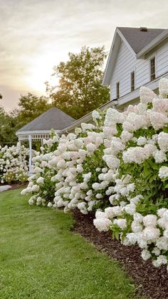 white flowers line the side of a house in front of green grass and bushes on either side