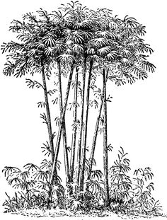 an ink drawing of three tall palm trees in the jungle, vintage engraved engraving style