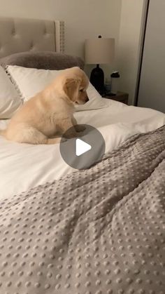 a brown dog laying on top of a bed next to a white pillow and blanket