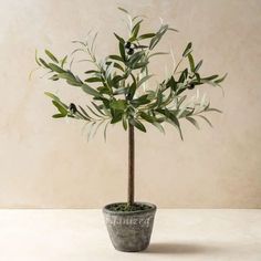 an olive tree in a gray pot on a white countertop with a beige wall behind it