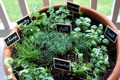 herbs are growing in a pot with chalkboards on them