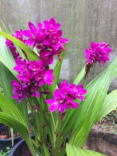 purple flowers are growing in a potted plant