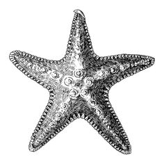 an ink drawing of a starfish