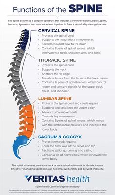 the back side of a neck with different types of muscles and their corresponding functions in it