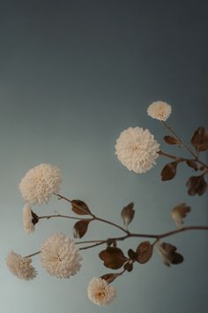 some white flowers are hanging from a branch