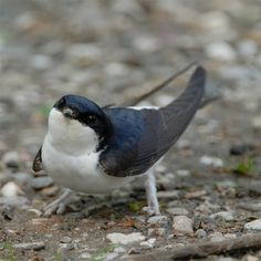 a small blue and white bird standing on the ground