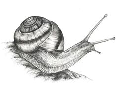 a pencil drawing of a snail