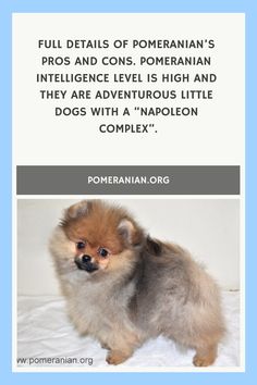 a pomeranian dog with the caption full details of pomeranian's pros and cons