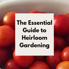 a white bowl filled with lots of red and yellow tomatoes next to a sign that reads the essential guide to heir gardening