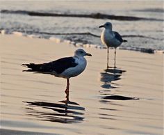 two seagulls are standing on the beach near the water