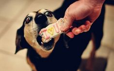 a person feeding a dog with a treat in their mouth