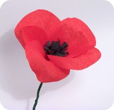 a single red flower on a white background