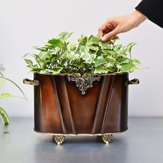 a planter with green plants in it being held by a person's hand