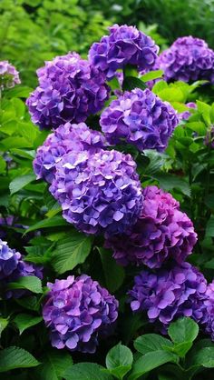 purple flowers are blooming in the garden with green leaves on it's stems