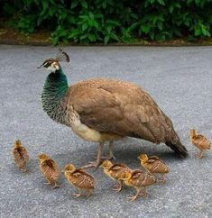 a large bird standing on top of a group of small birds in the street next to some bushes