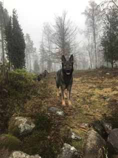 a black dog standing on top of a grass covered field next to rocks and trees