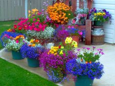 an image of colorful flowers in pots on the side of a house with text overlay that reads, how to grow and care for highlight your pottery