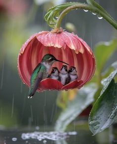 three little birds are sitting in the middle of a flower with water droplets on it