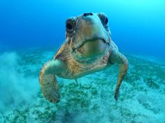 a sea turtle swimming in the ocean