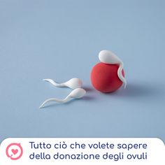 a red ball and two white spoons sitting on top of a blue surface with the words tutto cio che vegette sopere