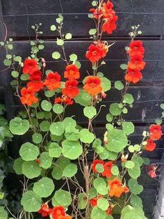 red flowers are growing in a pot on the side of a building with green leaves