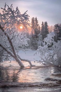 the sun is setting behind some trees in the snow covered woods near a small river