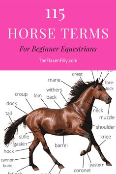 a horse labeled in the words and description