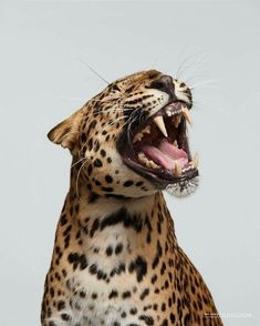 a leopard with its mouth open and it's teeth wide open