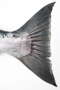 a close up of a fish on a white surface