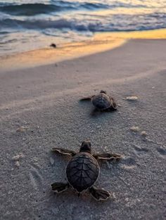 two baby turtles crawling into the sand at the beach