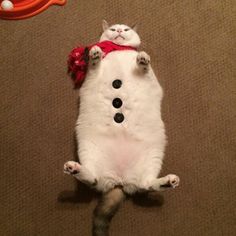 a white cat laying on its back with a snowman hat on it's head