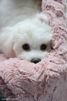 a small white dog laying on top of a pink blanket covered in fluffy blankets and looking at the camera