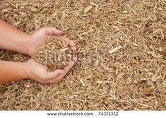 two hands reaching for something on top of some wood shavings in the ground