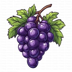 a bunch of grapes with green leaves on the top and purple berries on the bottom