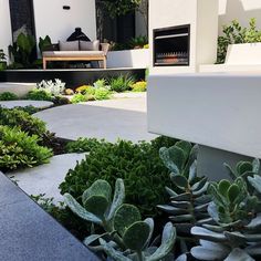 an outdoor living area with succulents and plants