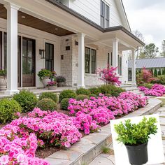 pink flowers in front of a white house