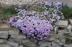 purple flowers growing out of a stone wall