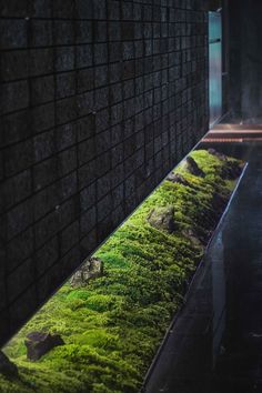 green moss growing on the side of a wall in a dark room with light coming through