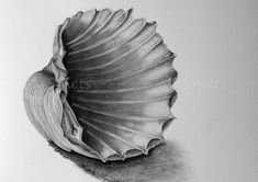 a pencil drawing of a seashell