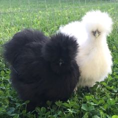 two chickens standing next to each other on top of a lush green grass covered field