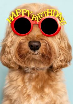 a brown dog wearing red sunglasses with the words happy birthday written on it's forehead