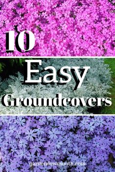 purple flowers with the title 10 easy groundcovers