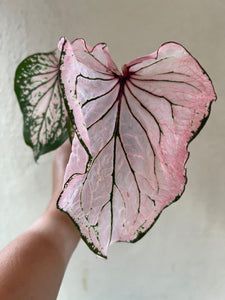 a hand holding a pink and green leaf in front of a white wall ornament