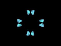 four blue butterflies flying in the dark