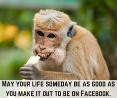 a monkey is eating something with the caption, may your life someday be as good as you make it out to be on facebook