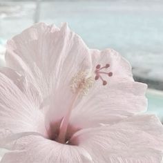 a large pink flower sitting on top of a window sill next to the ocean